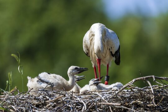 A stork turns to its chicks in the nest on a green background, white stork (Ciconia ciconia), wildlife, Germany