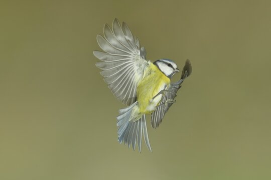 Blue Tit (Parus caeruleus) in flight, aerial photograph, high-speed aerial photograph, Wilnsdorf, North Rhine-Westphalia, Germany