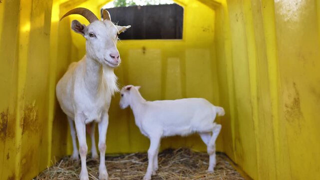 White mother goat and kid standing inside a yellow shelter on a farm