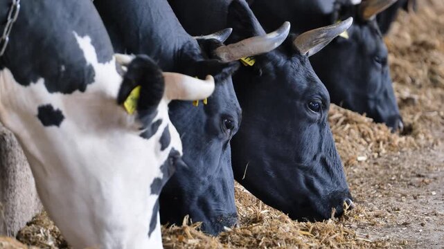 Dairy cows feeding inside a barn, livestock industry and agriculture concept