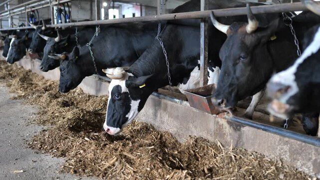 Dairy cows feeding in a modern livestock barn, producing milk and meat