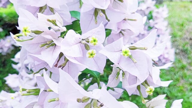 Bougainvillea serves as an ornamental plant. Research and traditional medicine utilize its leaves and flowers, which are rich in active compounds such as antioxidants, flavonoids, and saponins.