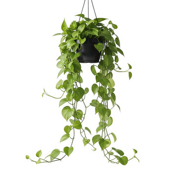 Hanging pothos plant in black pot isolated on transparent background