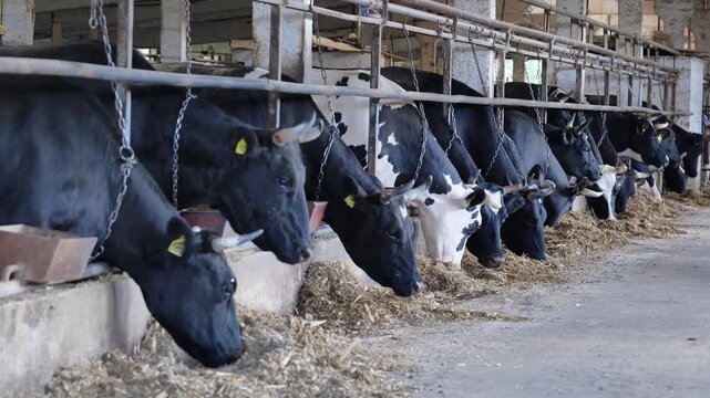 Black and white cows eating silage in a row at a modern dairy farm