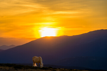Obraz premium Atardecer rodeado de caballos salvajes en la Sierra de Guadarrama