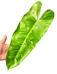 Philodendron Jose Buono Variegated Tropical Plant with Exotic Green and Cream Leaves © ryan