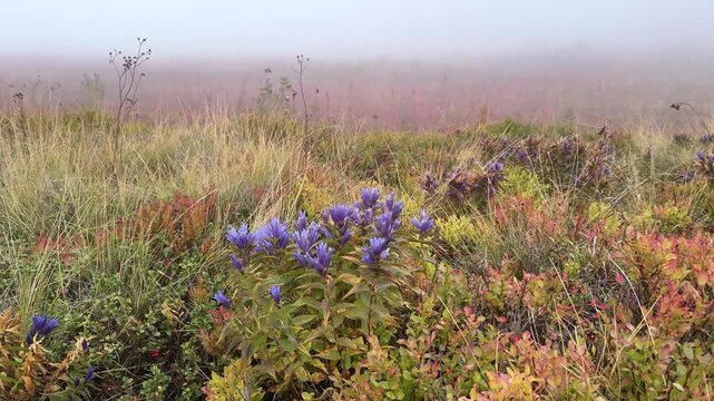 Vaccinium vitis-idaea lingonberries and Campanula carpatica bellflowers in autumn fog, red berries and blue blossoms fading into misty atmospheric scene