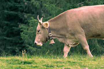 Horned cow grazing in Gschwend © Mrton