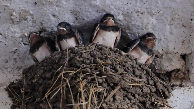 Barn swallow chicks standing in a mud nest, waiting for parents on a farm