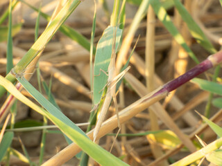 Obraz premium Nymph Mediterranean slant-faced grasshopper (Acrida ungarica) resting on a green reed leaf in its natural habitat.