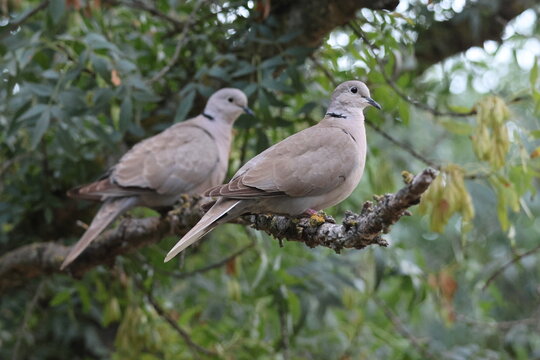 Two eurasian collared doves perched on a tree branch