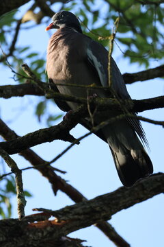 Wood Pidgeon