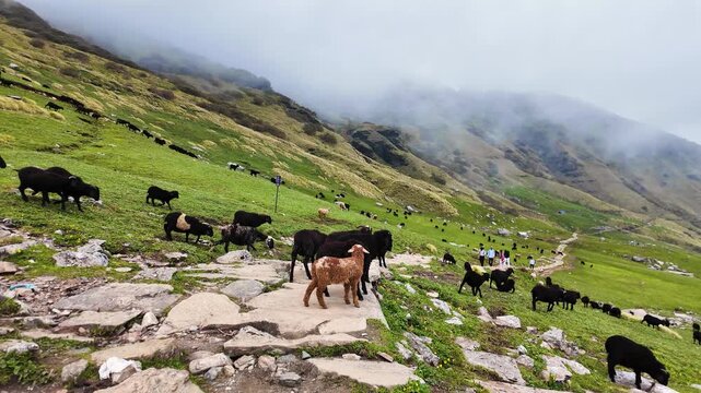 Goats grazing on mountain slopes near Rudranath Temple in Chamoli Uttarakhand