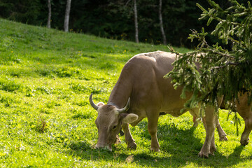 Gschwend cattle grazing in a forest meadow © Mrton