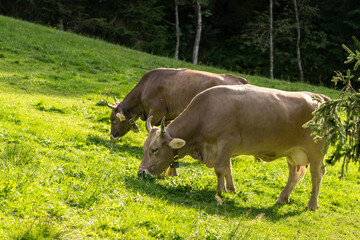 Two horned cattle grazing in a sunny meadow in Gschwend © Mrton