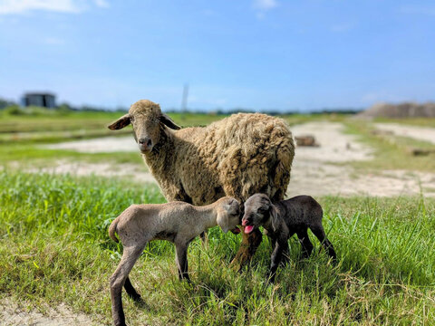 Domestic Brown Sheep Nurturing Her Newly Born Twin Lambs in an Open Field Under a Blue Sky