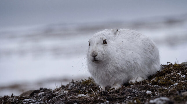Rare arctic wildlife like this white hare adapts to climate change in cold environments with snowy and rocky terrain