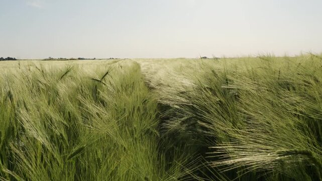 Green barley field swaying in the strong wind creating mesmerizing wave patterns under a clear summer sky