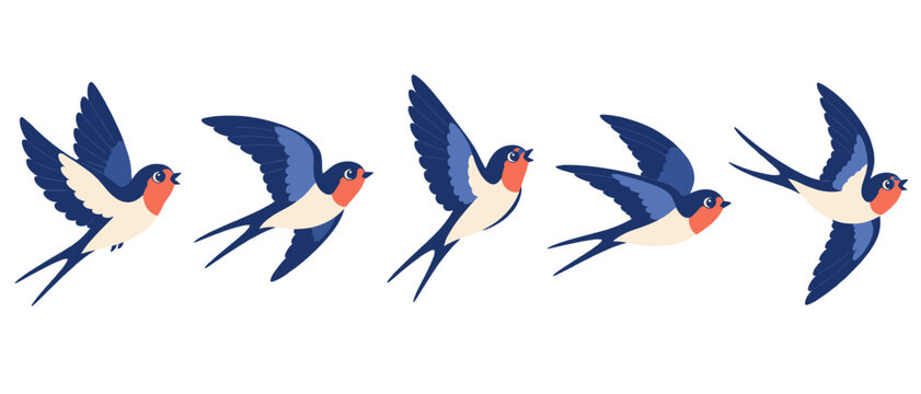 Swallow bird flying animation sequence illustration