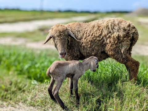 Mother Sheep with Newly Born Lamb in Green Countryside Pasture