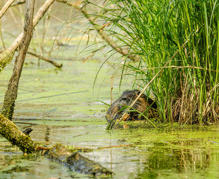 nutria or coypu (Myocastor coypus) eating at reeds