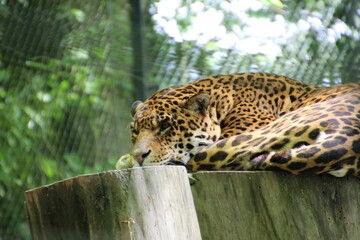 Leopard © Fanny