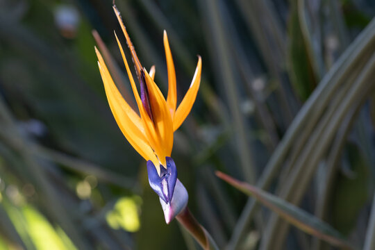 Close up of vibrant bird of paradise flower bird of paradise blooming in winter greenhouse
