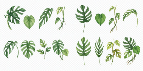 Set of watercolor monstera and philodendron tropical leaves isolated on transparent background. © Makayla