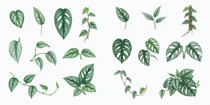 Set of hand drawn watercolor monstera and philodendron leaves isolated on white background.