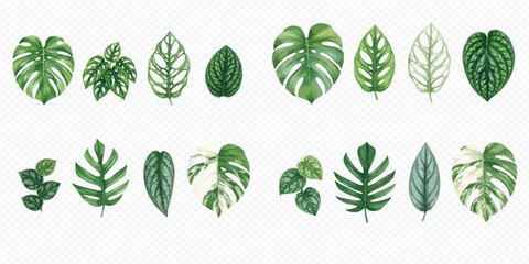 Collection of various tropical monstera and philodendron leaves isolated on a transparent background. © Makayla