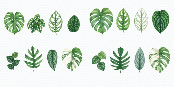 Collection of various tropical monstera and philodendron leaves isolated on a transparent background.