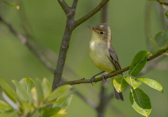 Obraz premium Icterine warbler - in summer at a wet forest