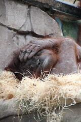 Orang-Outang © Fanny