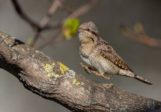Eurasian Wryneck  - in spring at the garden