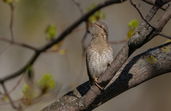Eurasian Wryneck  - in spring at the garden
