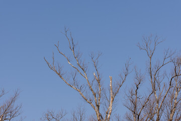 Obraz premium Bare tree branches stretching into a clear blue winter sky in Japan