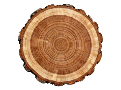 cross section of tree trunk isolated