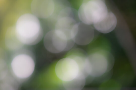 Soft green bokeh light leak background from fresh tree leaves in natural sunlight