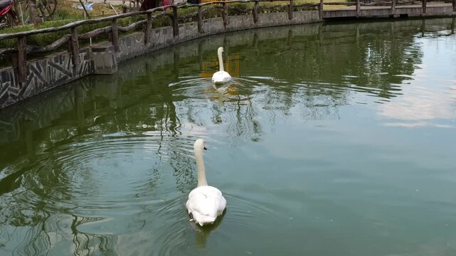 Two Graceful White Swans Swimming Along Wooden Fence Bordered Park Pond