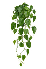 Lush green heart-leaf philodendron plant with vibrant foliage trailing downwards, isolated on a clean white background © Chinases