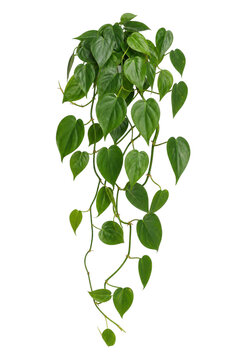 Lush green heart-leaf philodendron plant with vibrant foliage trailing downwards, isolated on a clean white background
