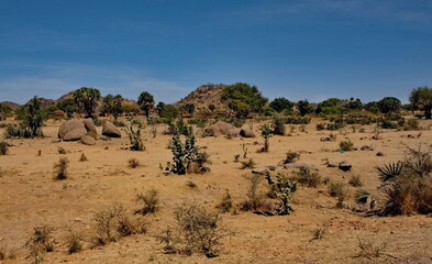 Central Africa, Chad. A landscape of a sandy and rocky desert with sparse vegetation under a cloudless sky. © Александр Катаржин