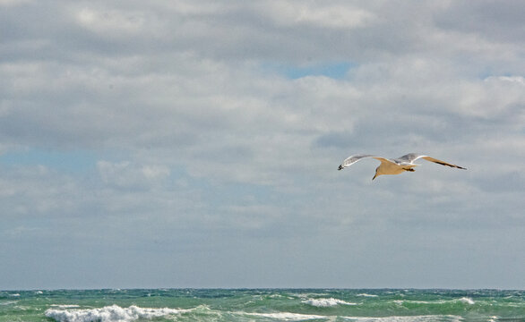 seagull in flight