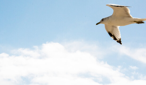 seagull in flight