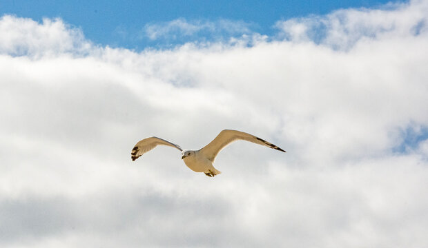 bird in flight