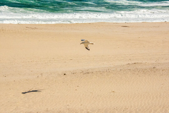 birds on the beach