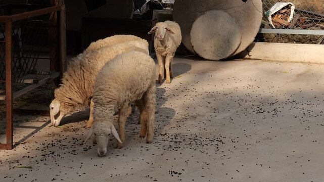Group of fluffy sheep feeding on pellets on a sunny farm courtyard