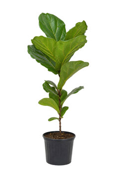 Vibrant green fiddle leaf fig plant with large glossy leaves stands tall in a black pot on a clean white background