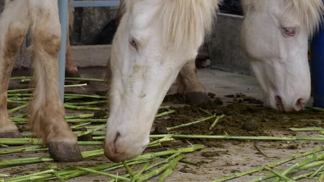 Two Beautiful White Horses Eating Green Stalks In Stable