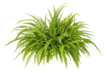 Lush green Boston fern plant with vibrant fronds, captured from a top-down perspective on a clean white background © Chinases